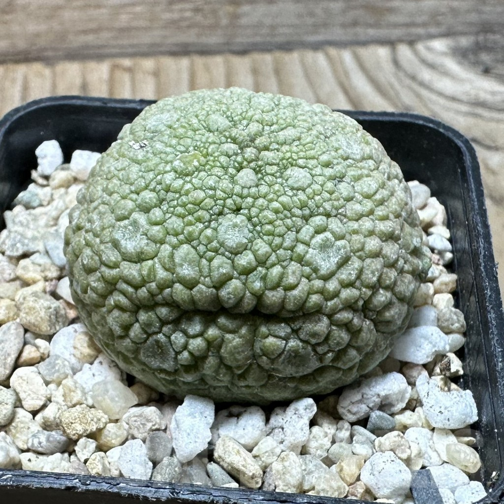 SHPR36348 Pseudolithos migiurtinus - Image 2