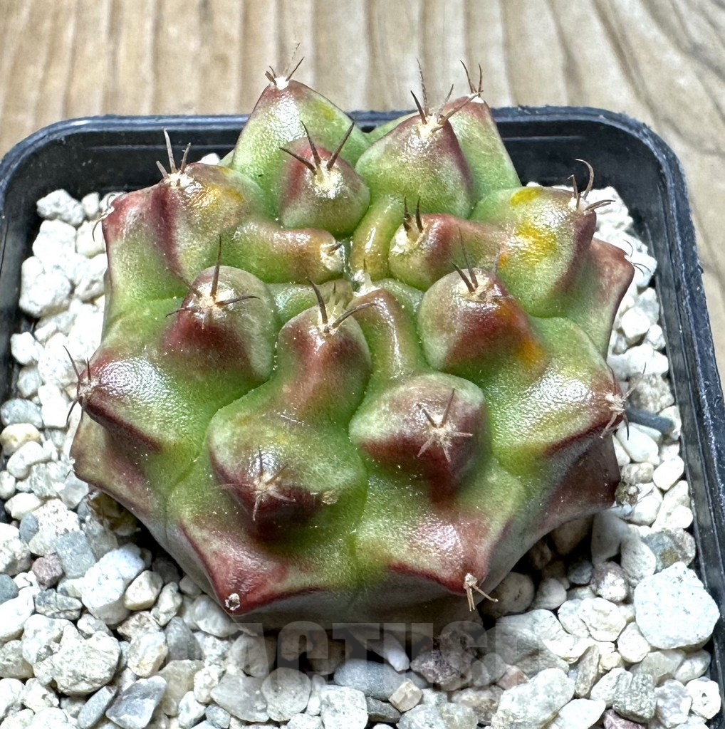 SHPR36400 Gymnocalycium mihanovichii ‘Kongjak’ seedling