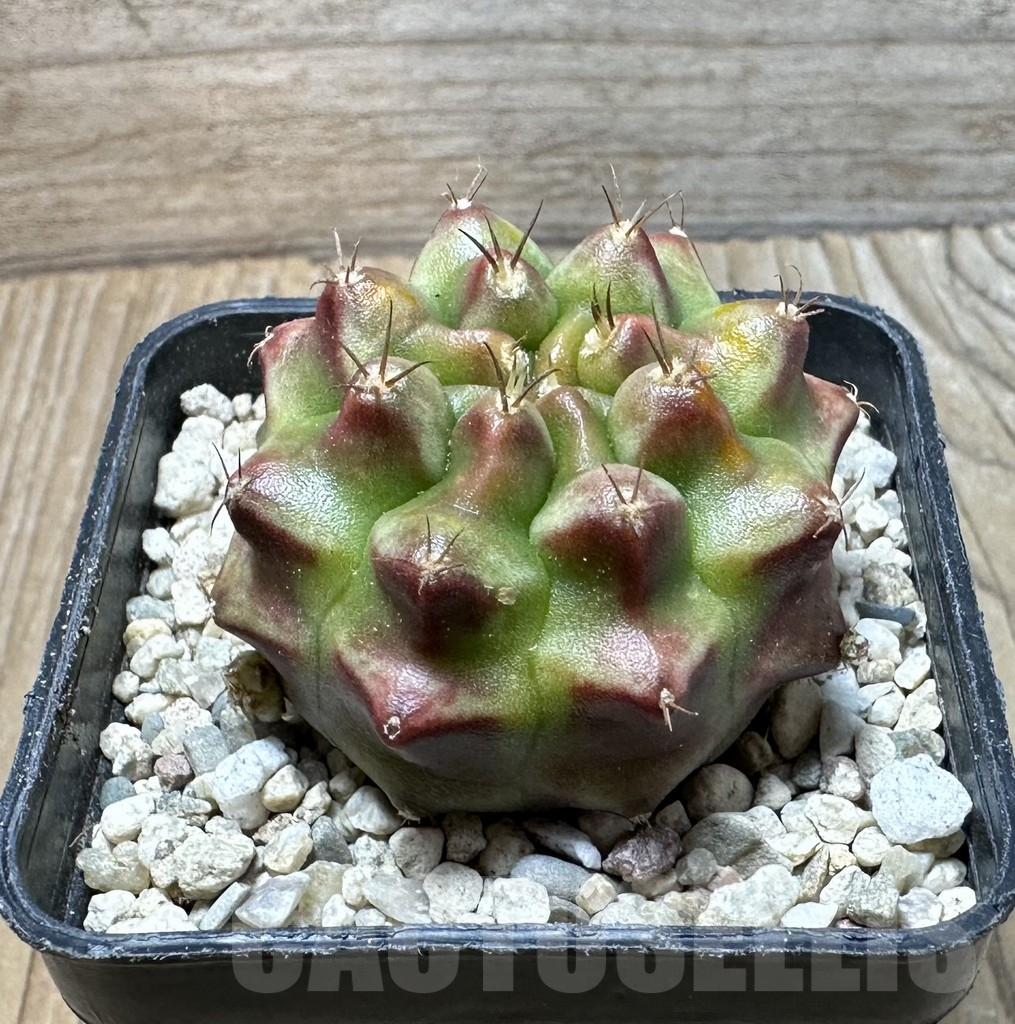 SHPR36400 Gymnocalycium mihanovichii ‘Kongjak’ seedling - Image 2