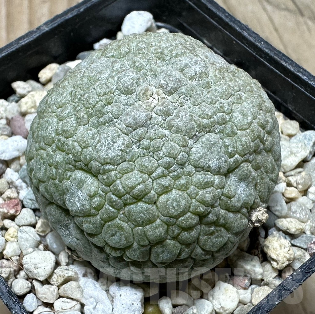 SHPR36349 Pseudolithos migiurtinus