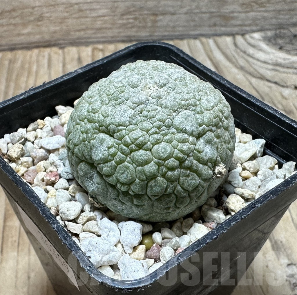 SHPR36349 Pseudolithos migiurtinus - Image 2