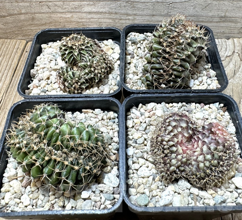 SET184 Gymnocalycium mihanovichii f. cristata, 4 plants