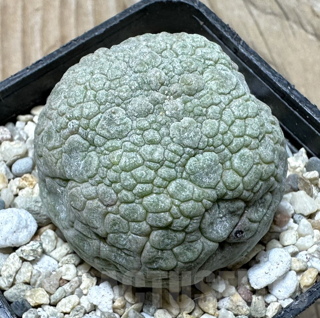 SHPR36350 Pseudolithos migiurtinus