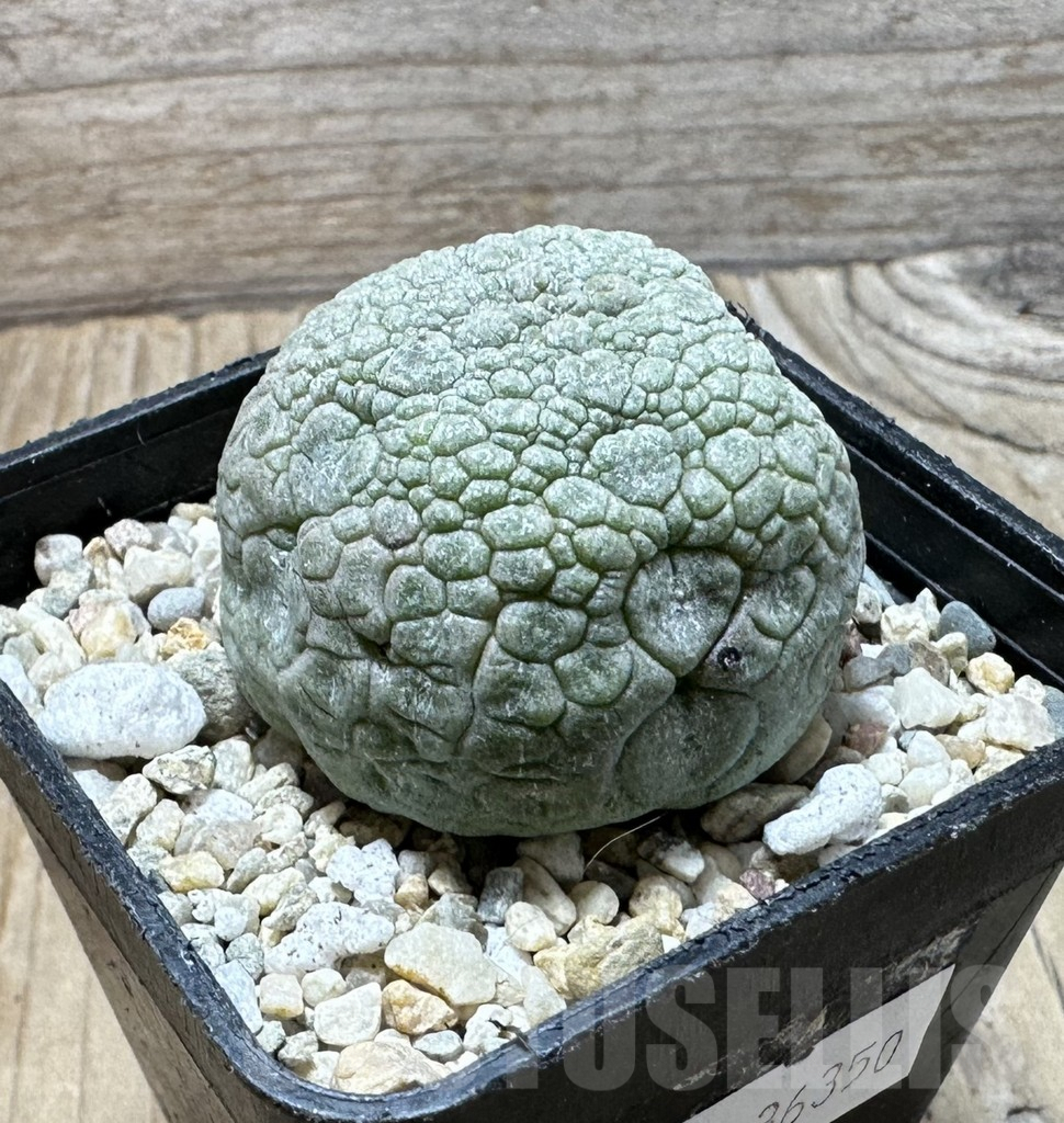 SHPR36350 Pseudolithos migiurtinus - immagine 2