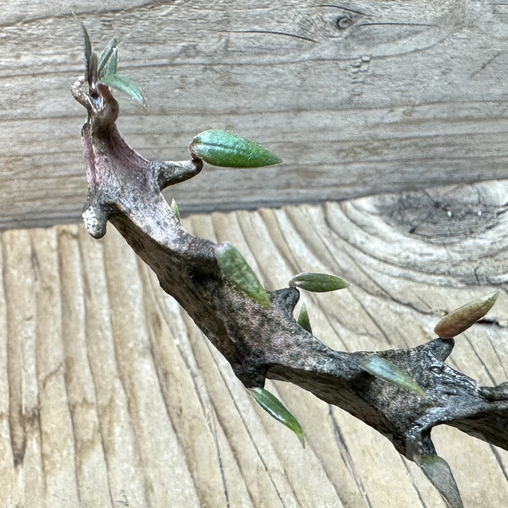 SHPR36352 Ceropegia armandii