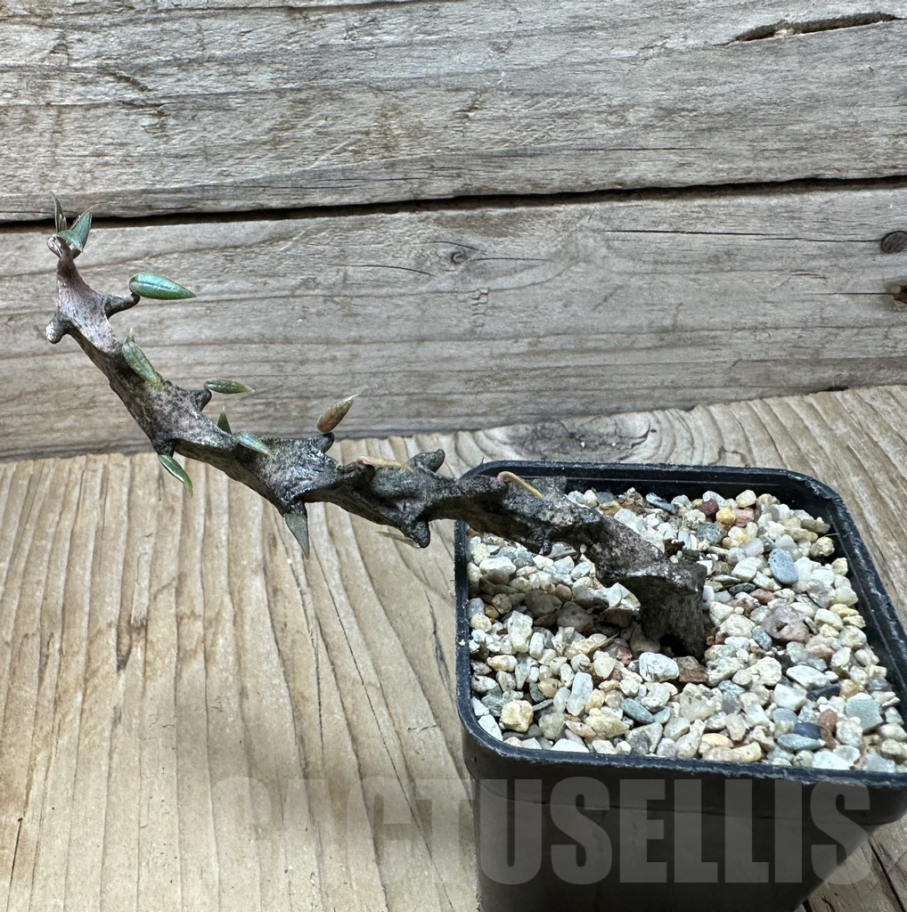 SHPR36352 Ceropegia armandii - immagine 2