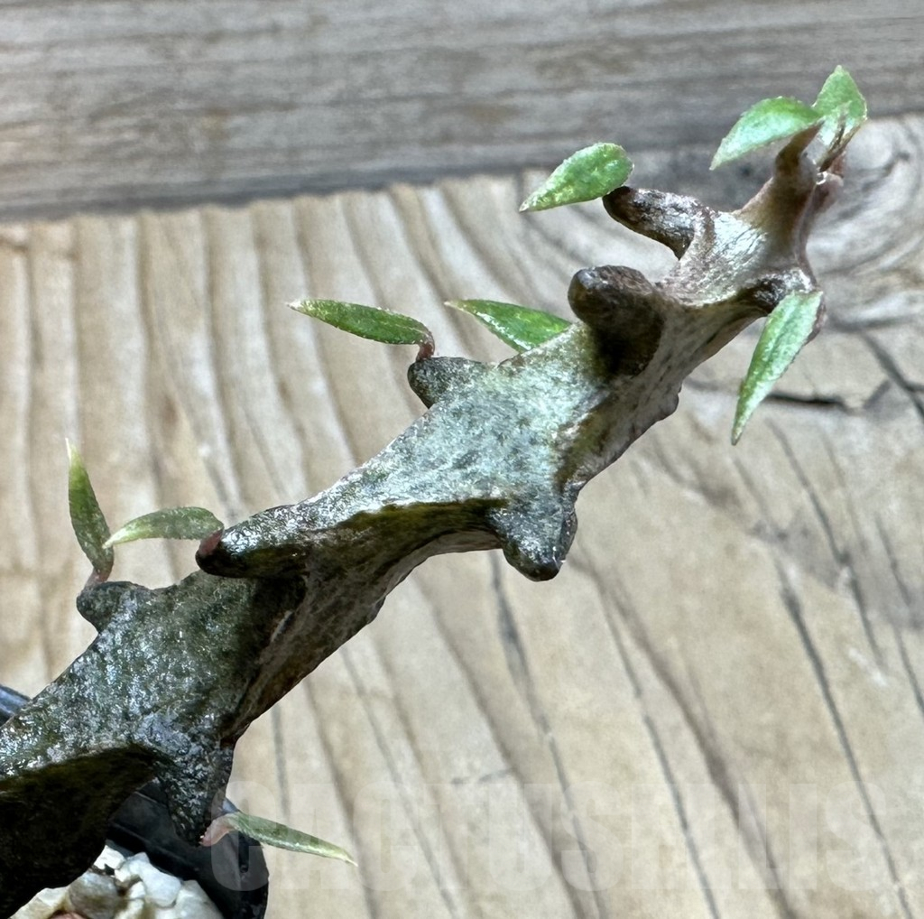 SHPR36353 Ceropegia armandii