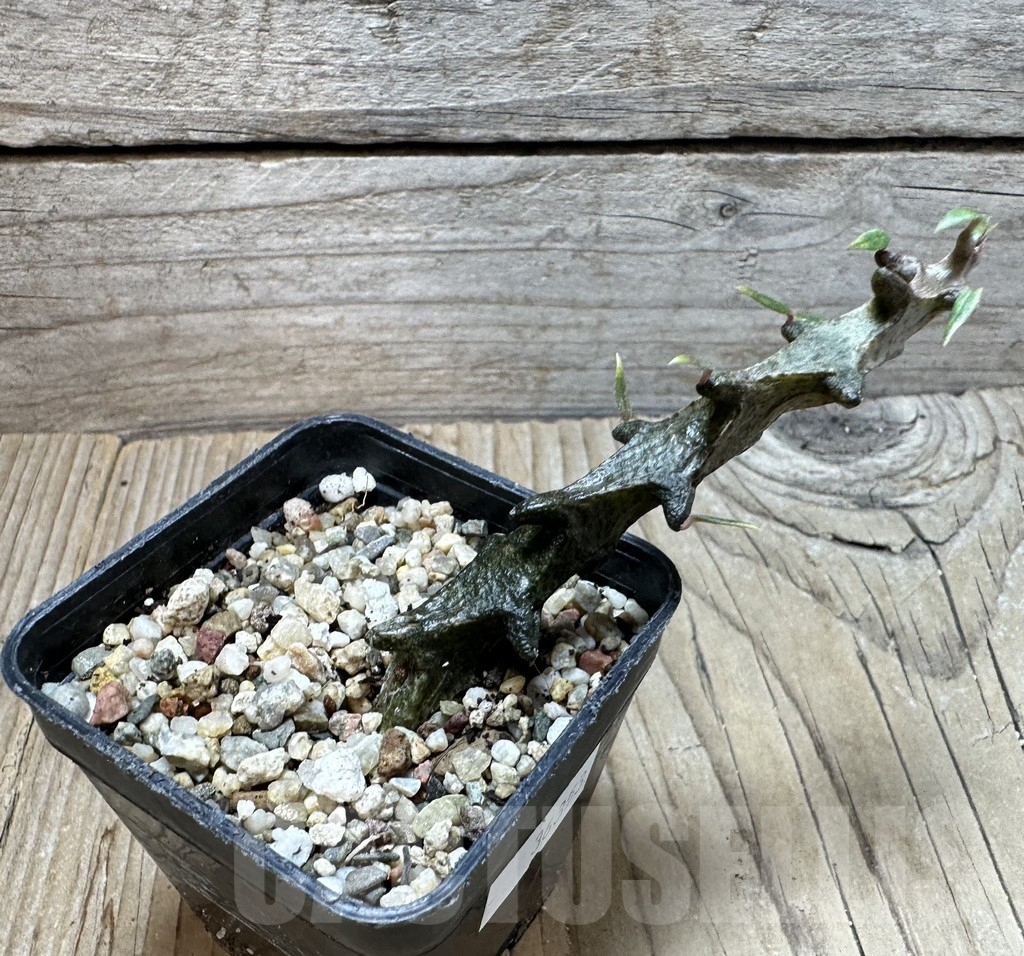 SHPR36353 Ceropegia armandii - Image 2