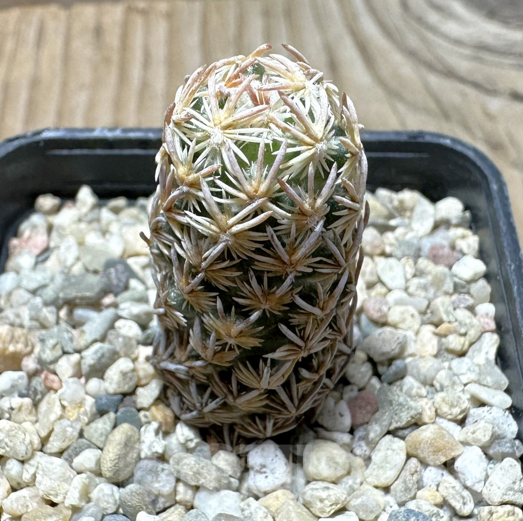 SHPR36356 Escobaria minima – Image 2