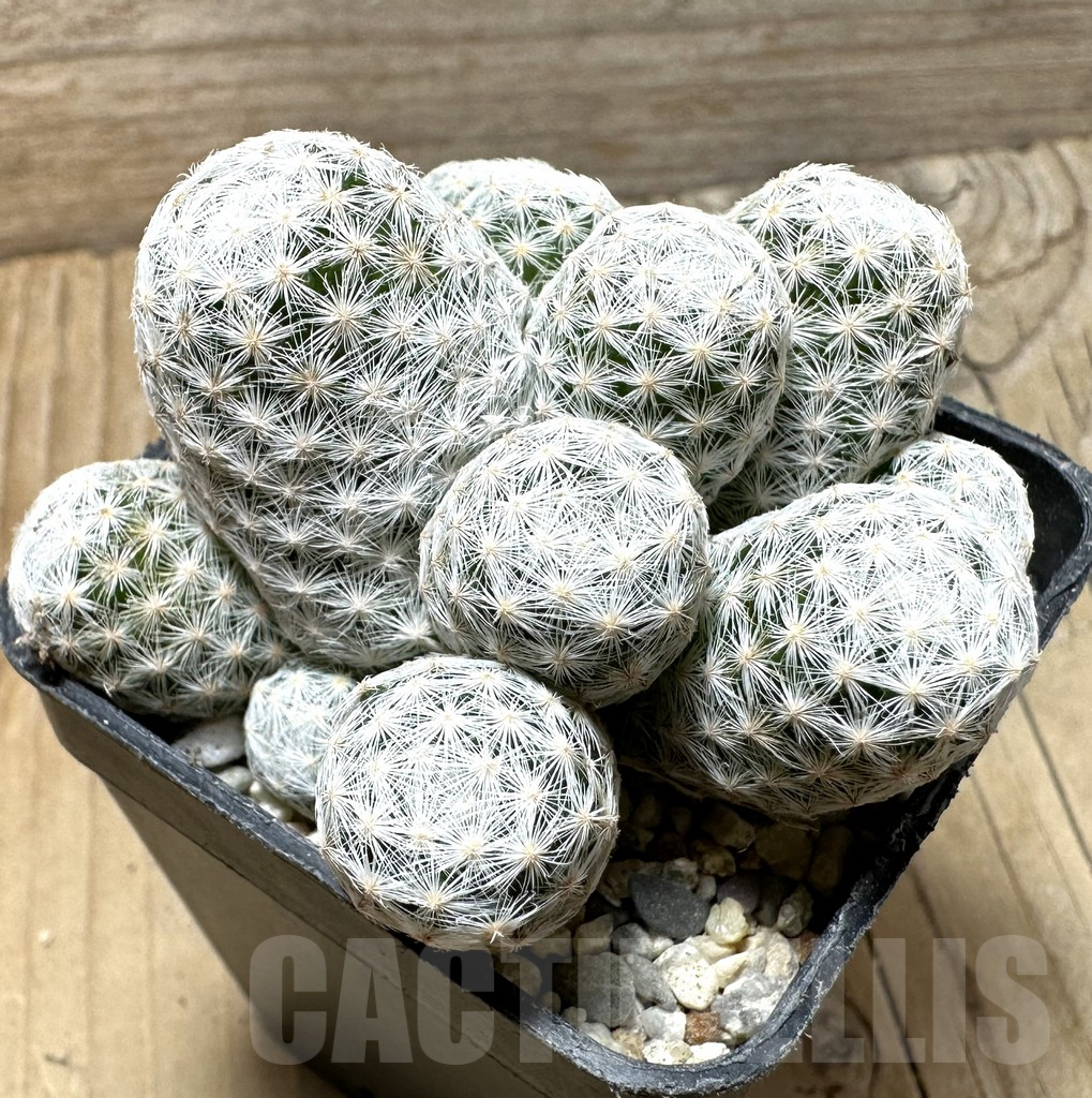 SHPR36359 Mammillaria humboldtii f. caespitosa – Image 2