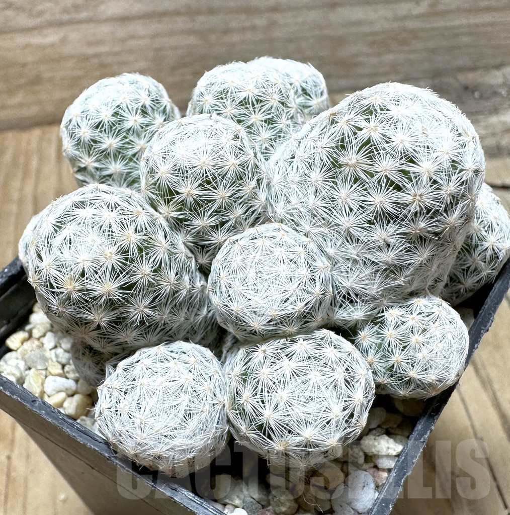 SHPR36359 Mammillaria humboldtii f. caespitosa