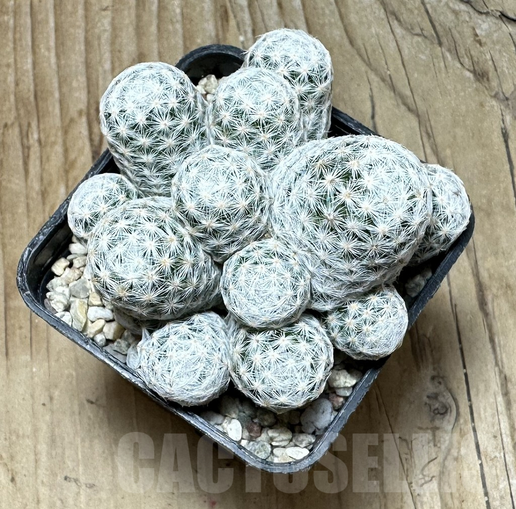 SHPR36359 Mammillaria humboldtii f. caespitosa – Image 3