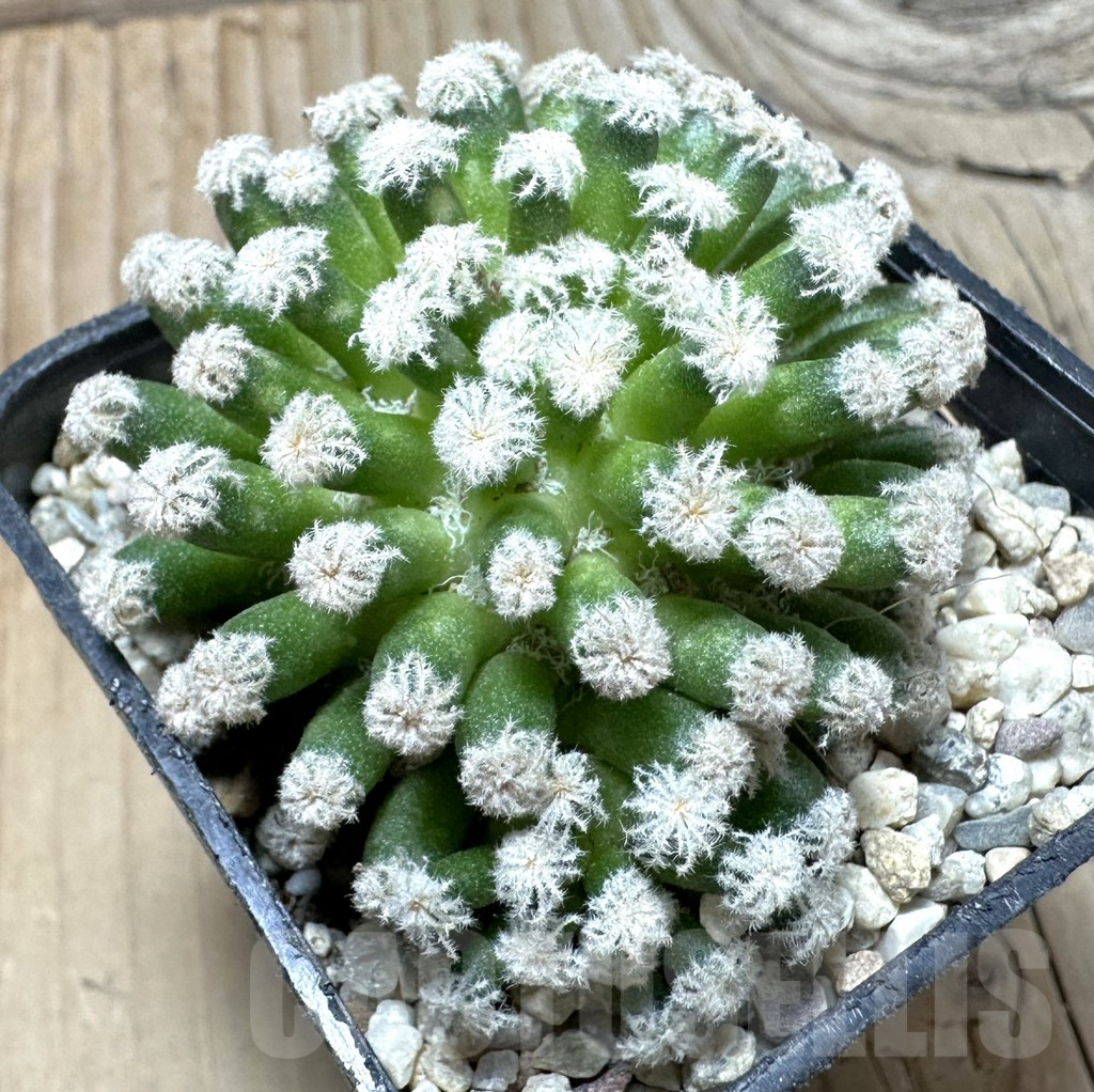 SHPR36360 Mammillaria plumosa ‘Snow’
