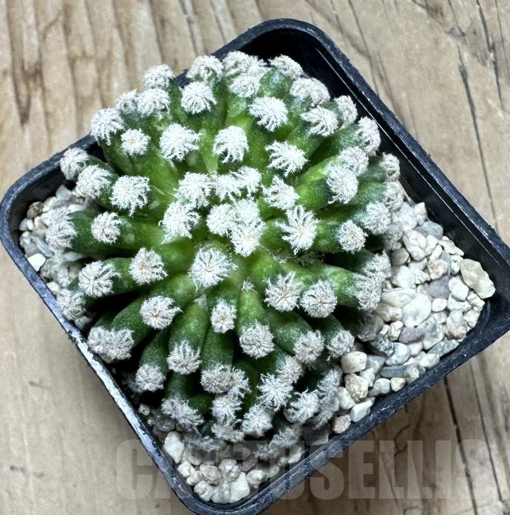 SHPR36360 Mammillaria plumosa ‘Snow’ - Obrázek 2