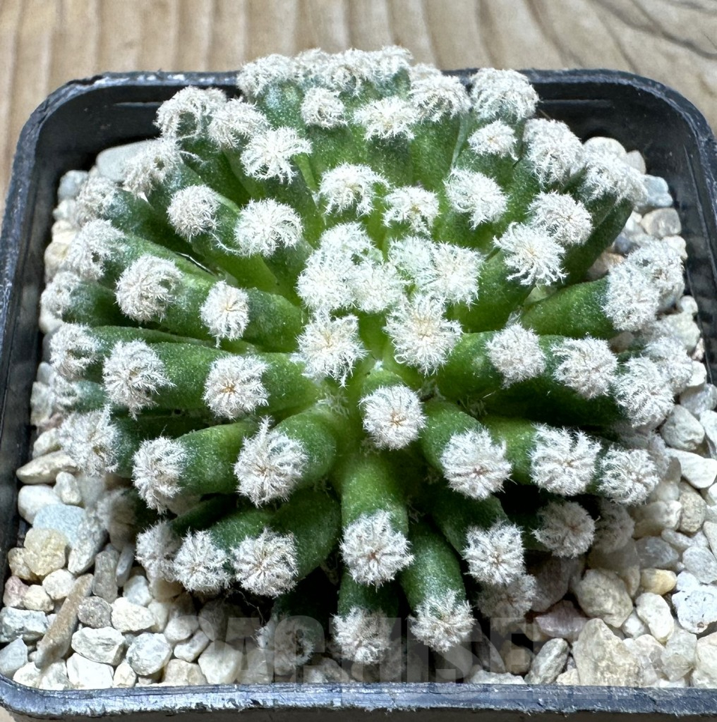 SHPR36361 Mammillaria plumosa ‘Snow’
