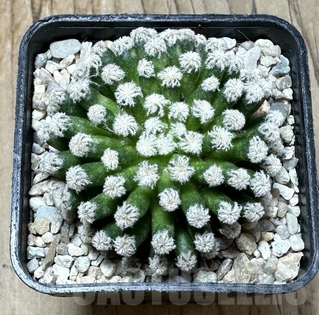 SHPR36361 Mammillaria plumosa ‘Snow’ - Image 2