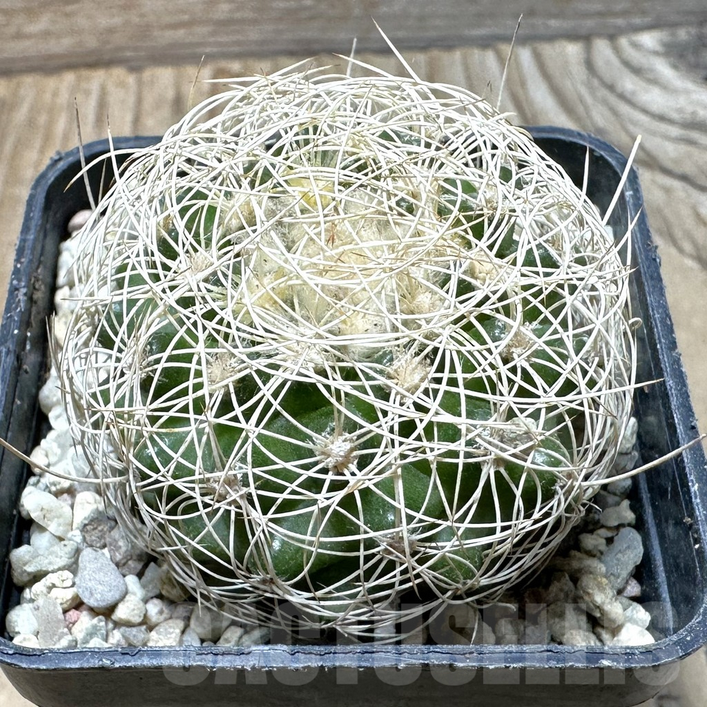 SHPR36364 Discocactus araneispinus