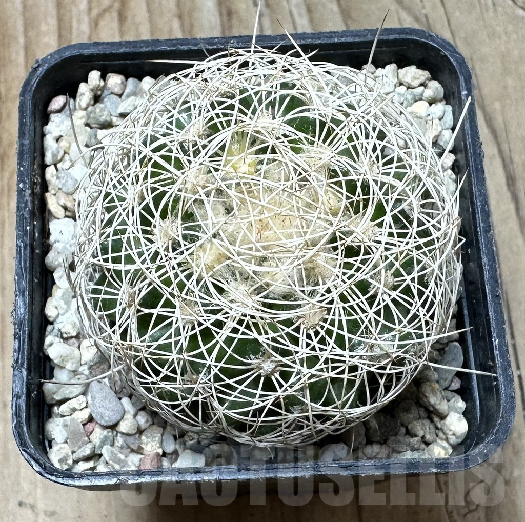 SHPR36364 Discocactus araneispinus - Imagen 2