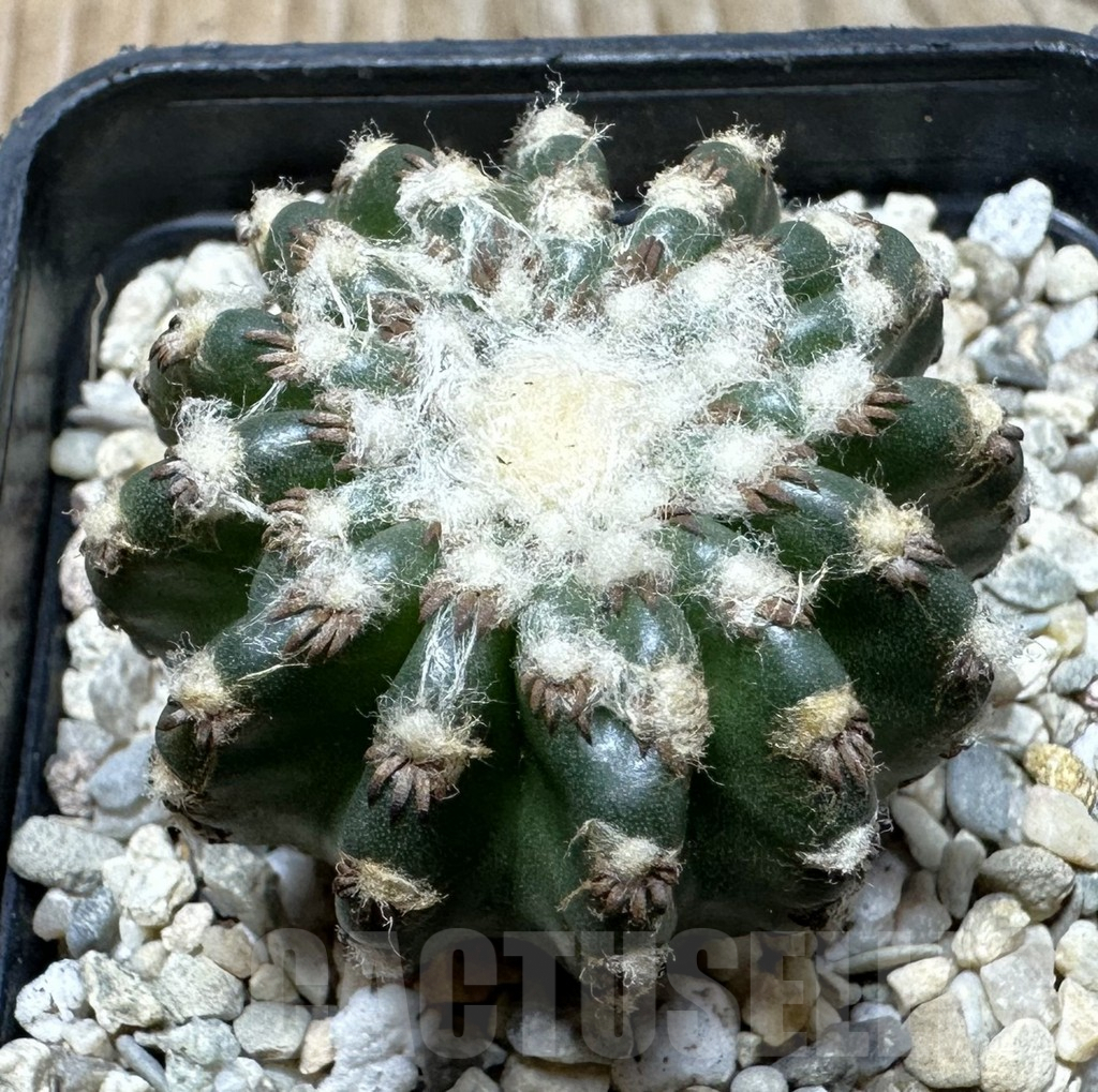 SHPR36365 Discocactus horstii