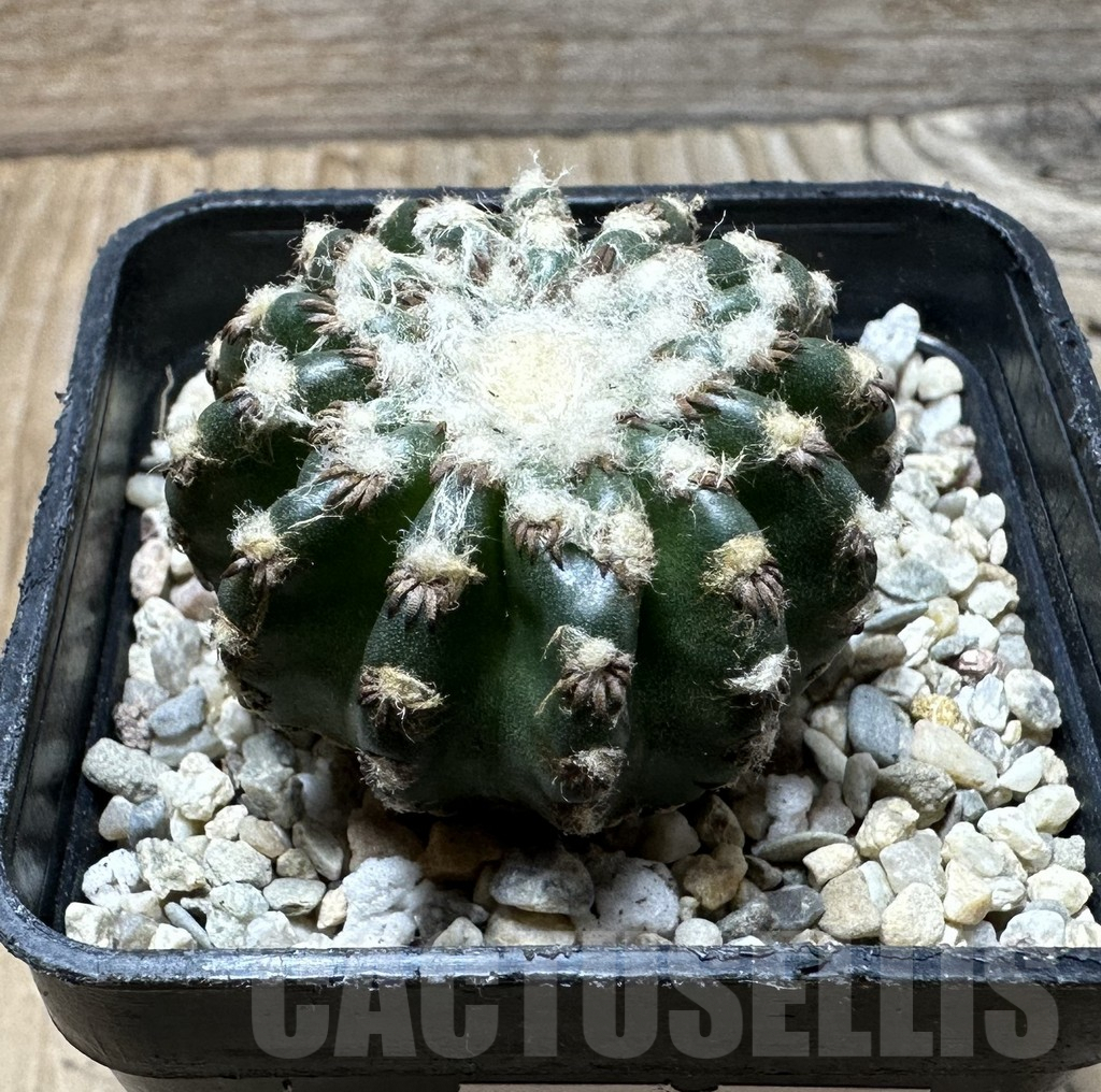 SHPR36365 Discocactus horstii - Image 2