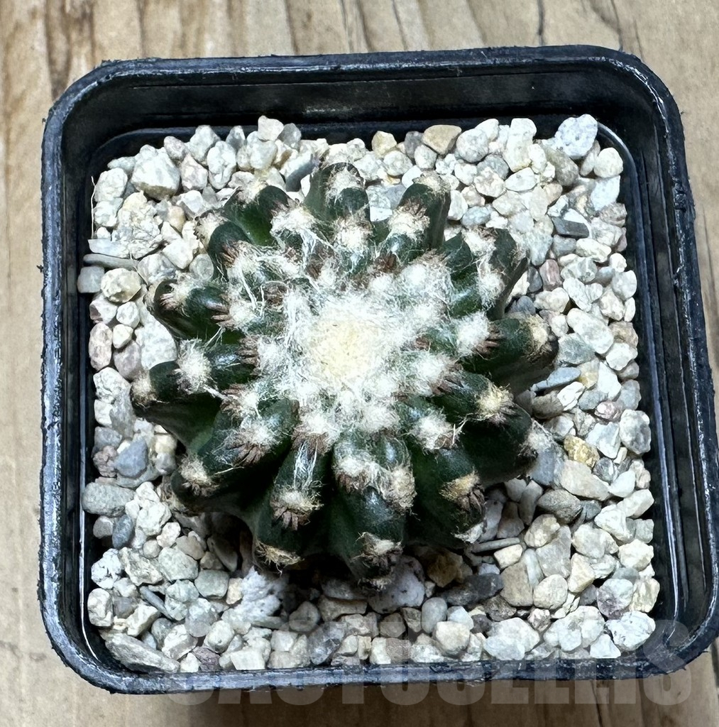 SHPR36365 Discocactus horstii - Image 3