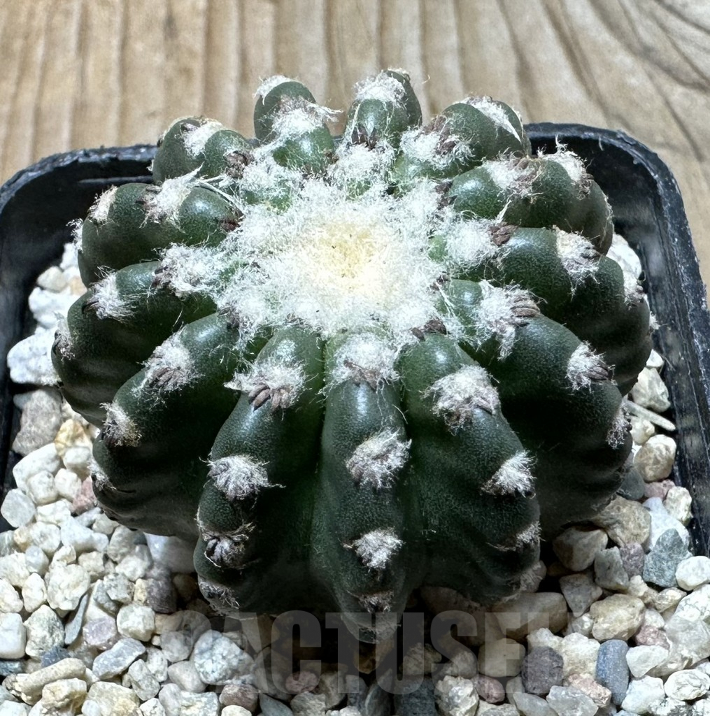 SHPR36366 Discocactus horstii