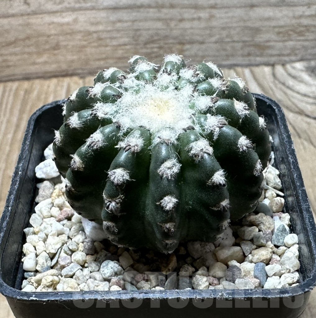 SHPR36366 Discocactus horstii - Image 2