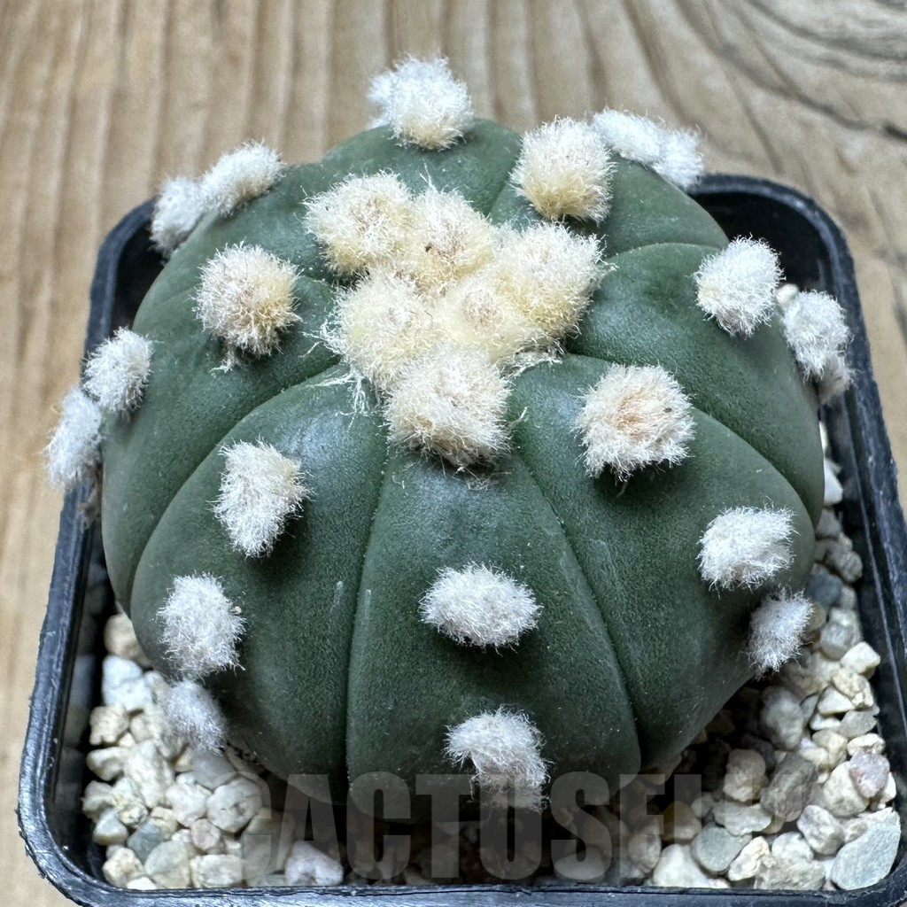 SHPR36370 Astrophytum asterias ‘Ooibo’