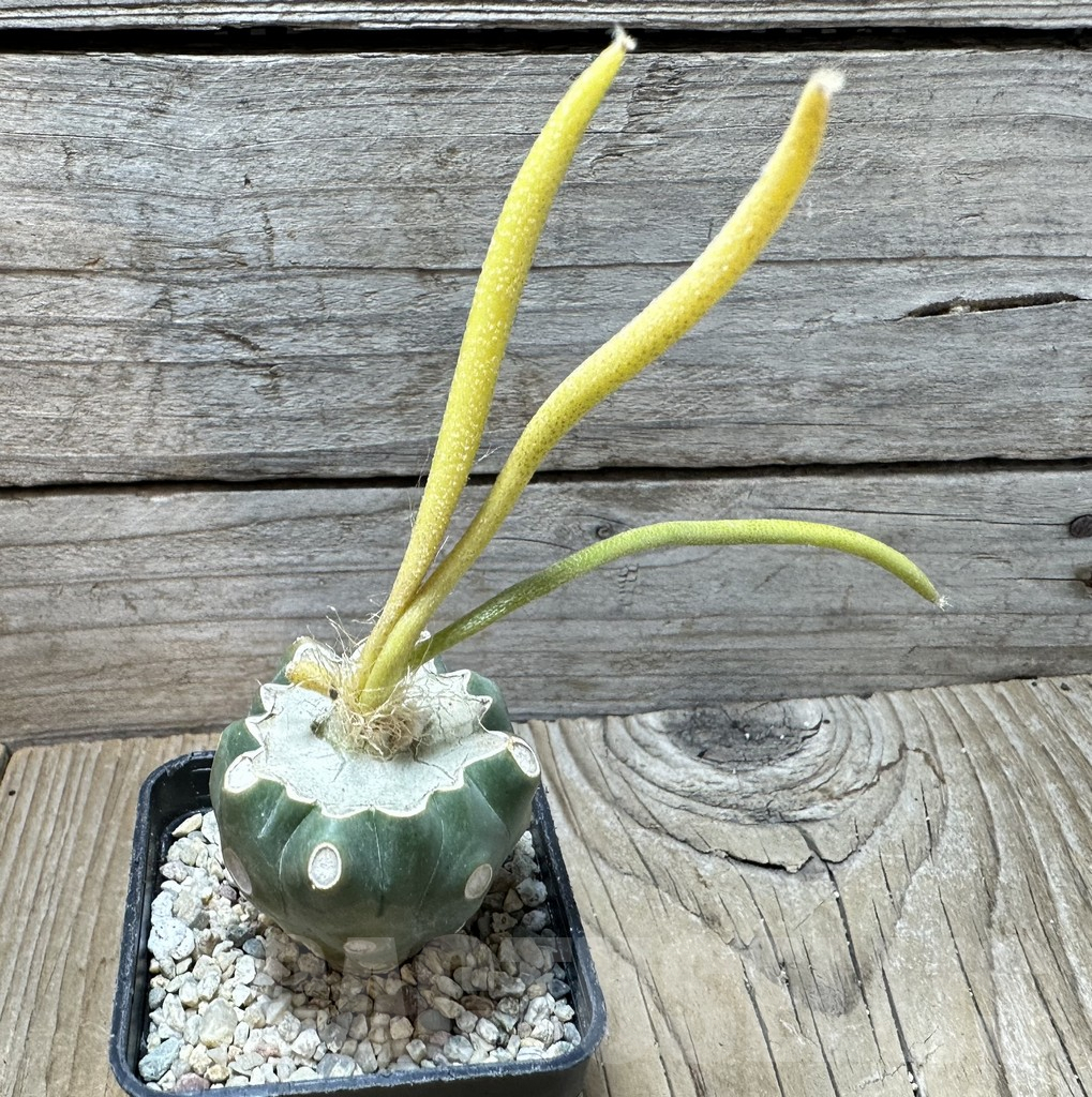 SHPR36373 Astrophytum caput-medusae f. variegata, grafted - Imagen 2