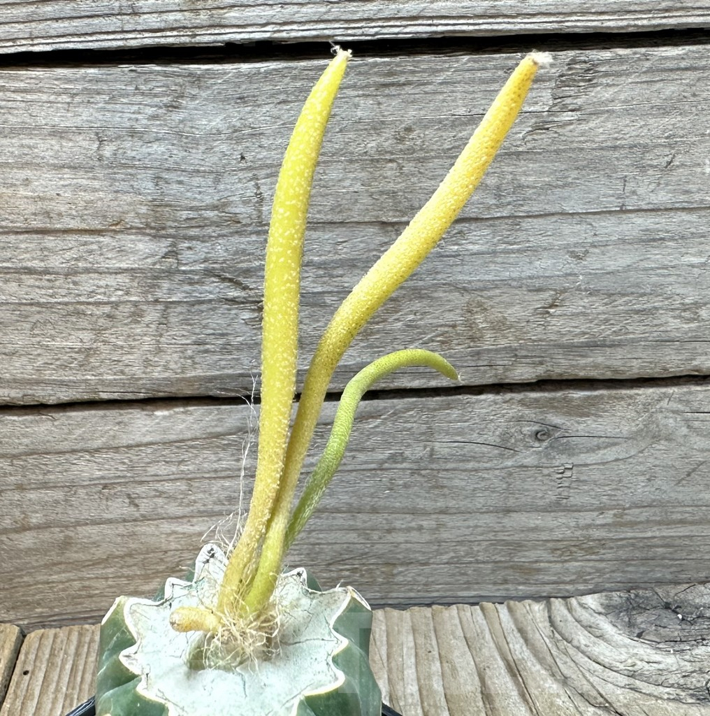 SHPR36373 Astrophytum caput-medusae f. variegata, grafted