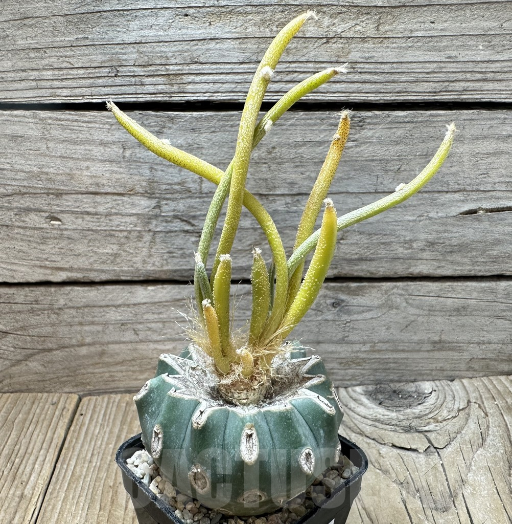 SHPR36374 Astrophytum caput-medusae f. variegata, grafted - Imagen 2