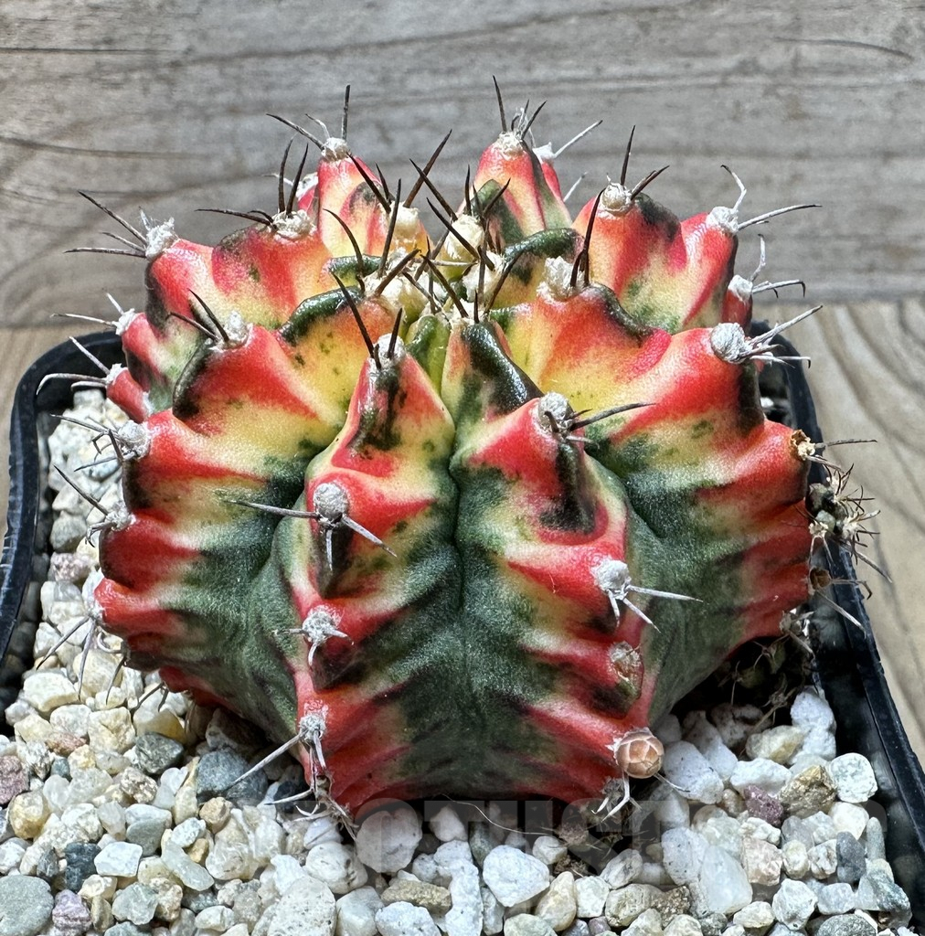 SHPR36474 Gymnocalycium mihanovichii ‘Multicolor’ - Obrázek 2