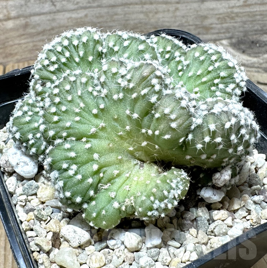 SHPR36505 Echinopsis subdenudata f. cristata