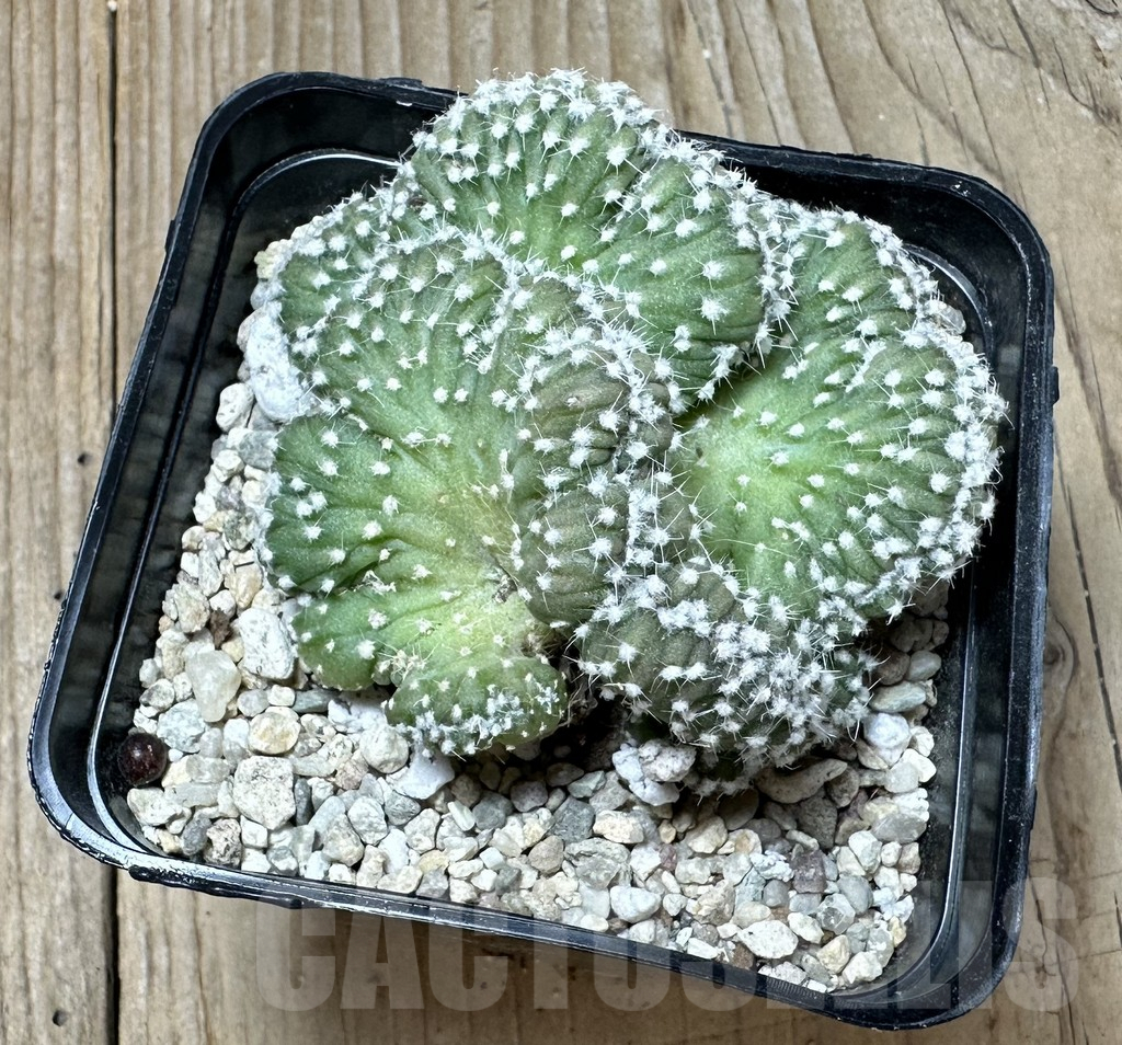 SHPR36505 Echinopsis subdenudata f. cristata - immagine 2