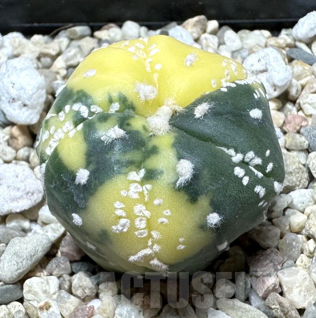 SHPR36520 Astrophytum asterias f. variegata 5-ribs