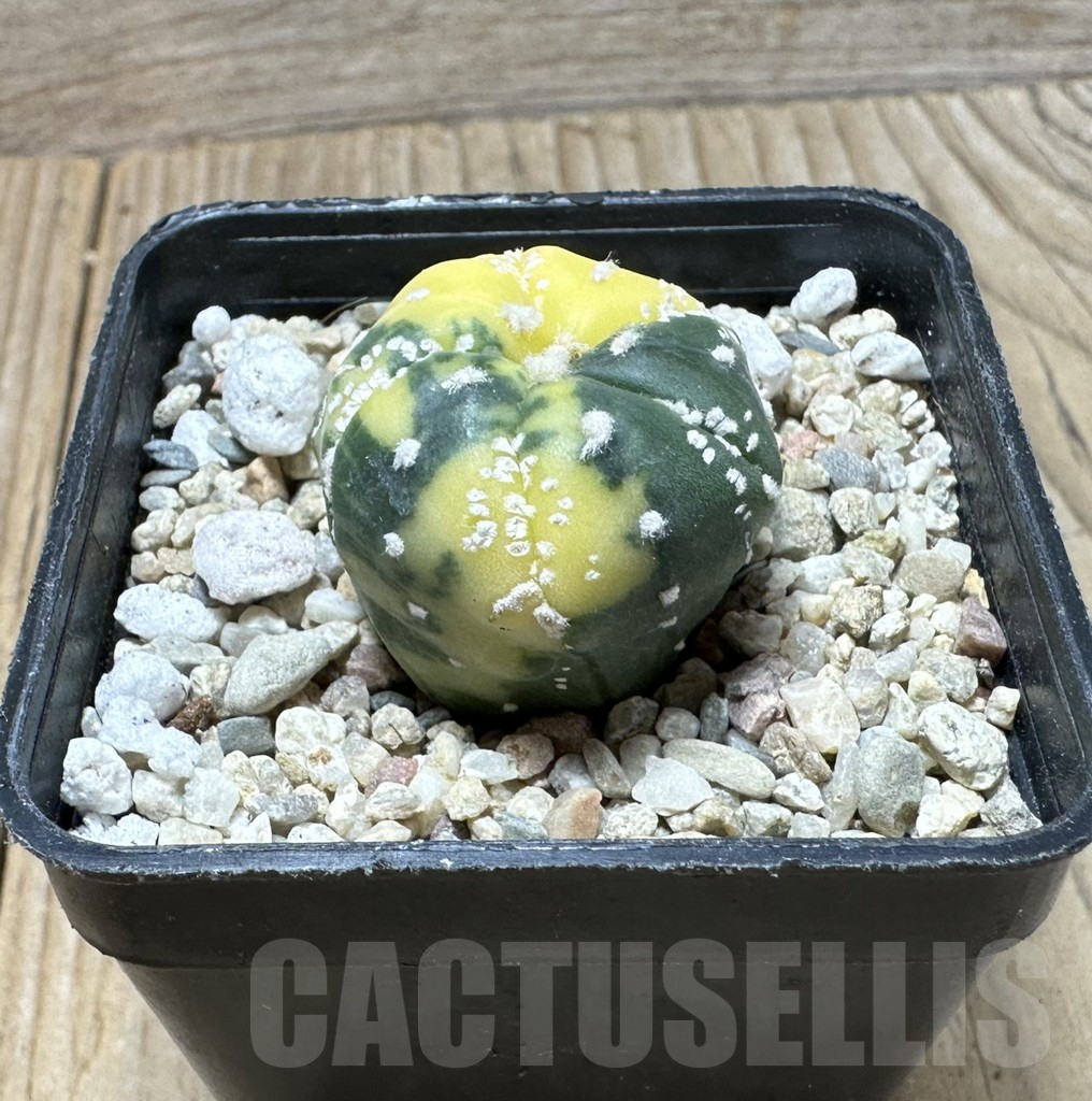 SHPR36520 Astrophytum asterias f. variegata 5-ribs - Imagen 2