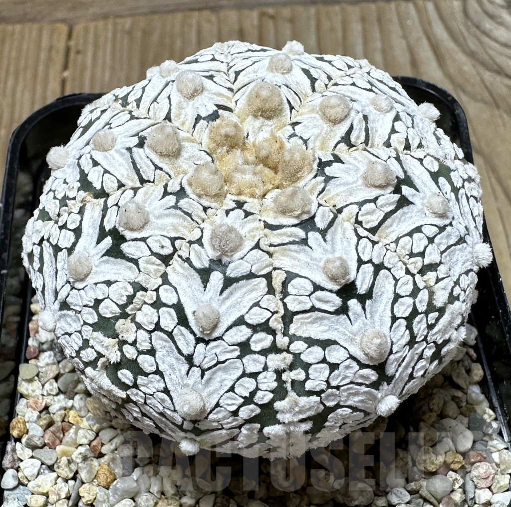 SHPR36524 Astrophytum asterias ‘Super Kabuto’ V-type