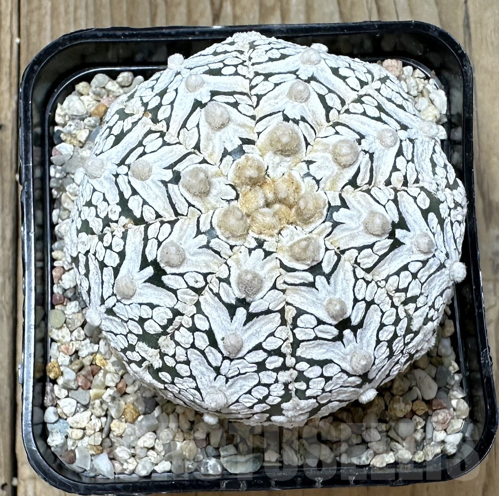 SHPR36524 Astrophytum asterias ‘Super Kabuto’ V-type - 画像 (2)