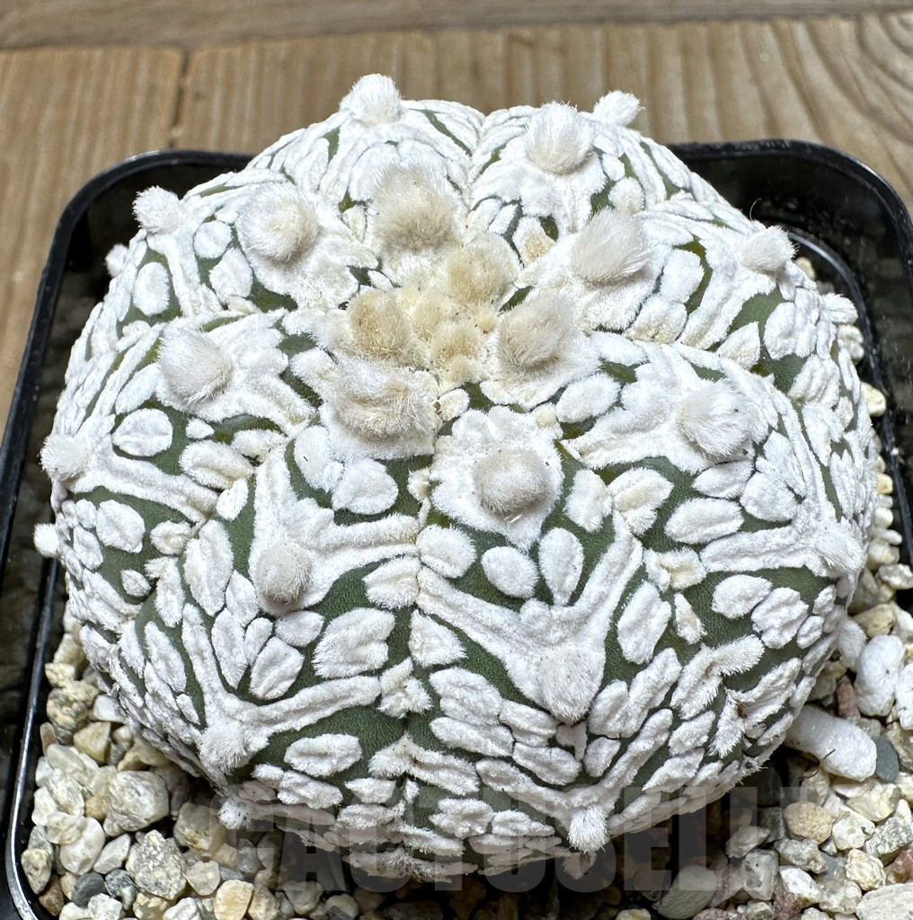 SHPR36525 Astrophytum asterias ‘Super Kabuto’ V-type
