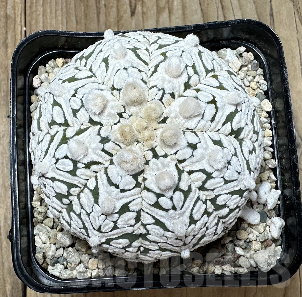 SHPR36525 Astrophytum asterias ‘Super Kabuto’ V-type - Image 2