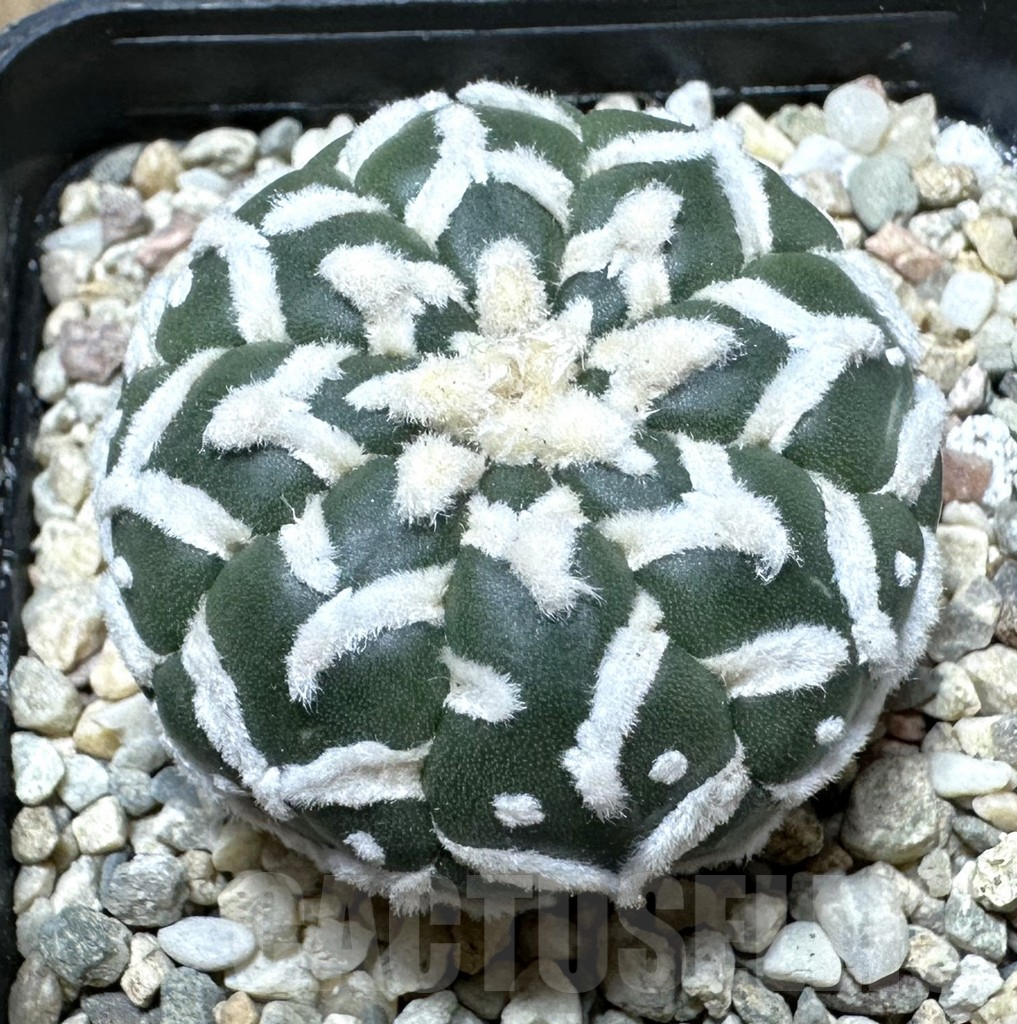 SHPR36526 Astrophytum asterias ‘Super Kabuto’ V-type f. nudum