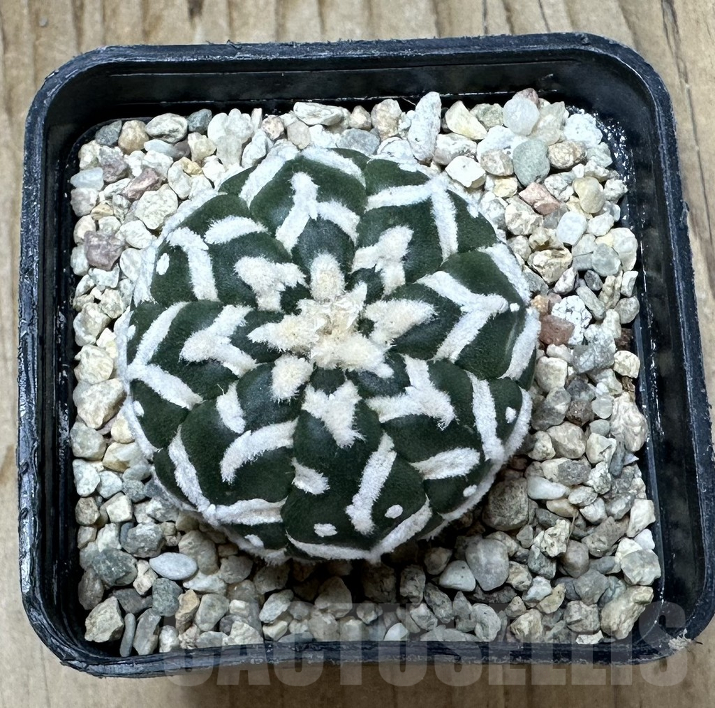 SHPR36526 Astrophytum asterias ‘Super Kabuto’ V-type f. nudum - Image 2