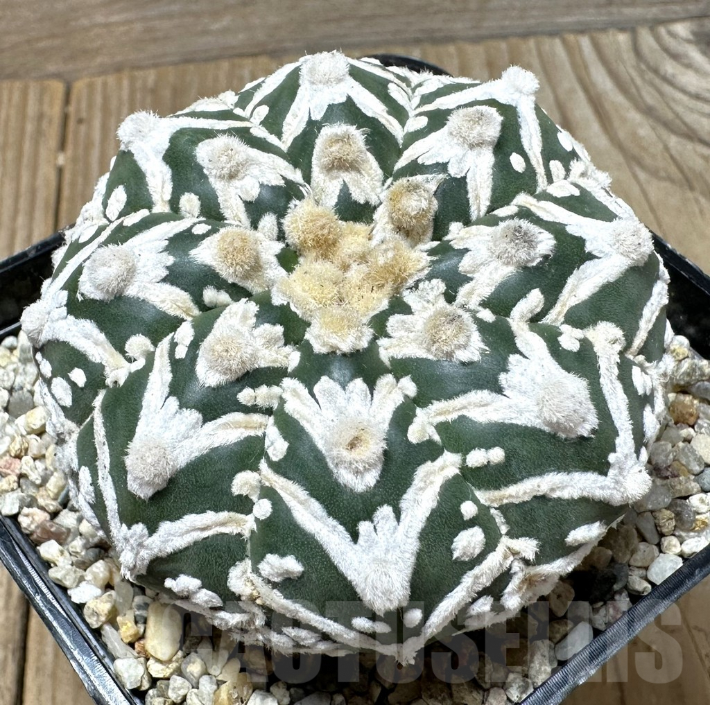 SHPR36527 Astrophytum asterias ‘Super Kabuto’ V-type f. nudum