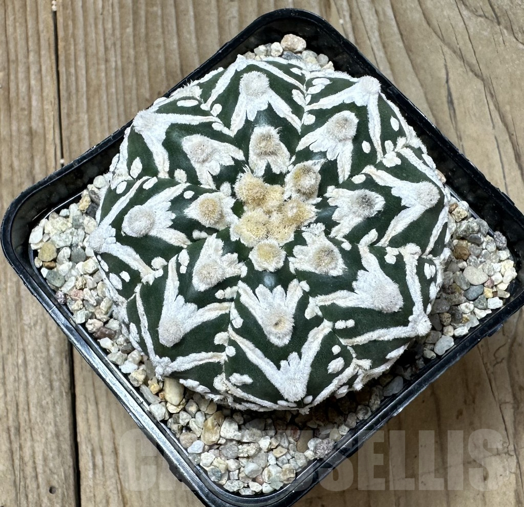 SHPR36527 Astrophytum asterias ‘Super Kabuto’ V-type f. nudum - Image 2