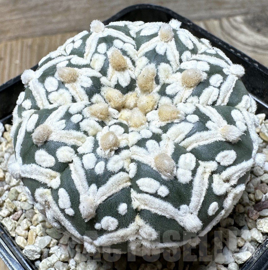 SHPR36528 Astrophytum asterias ‘Super Kabuto’ V-type f. nudum