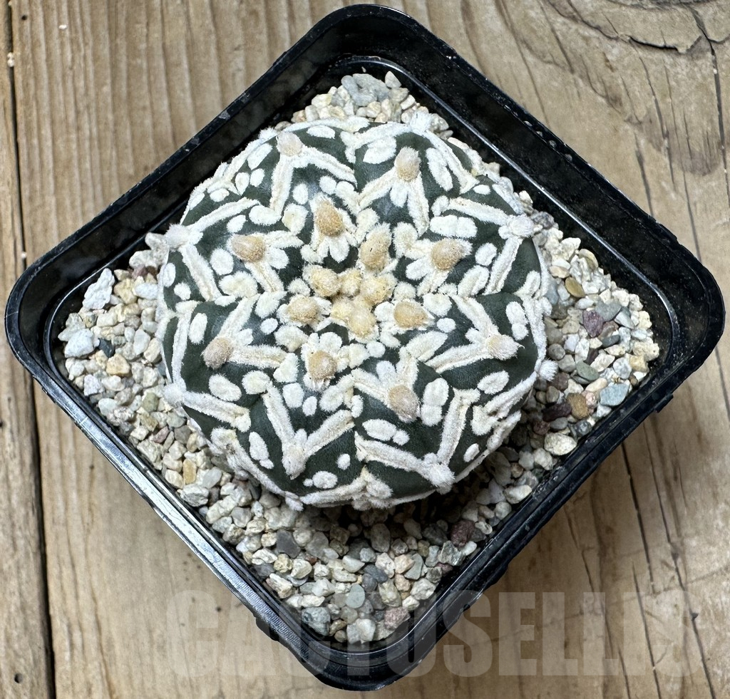 SHPR36528 Astrophytum asterias ‘Super Kabuto’ V-type f. nudum - Image 2