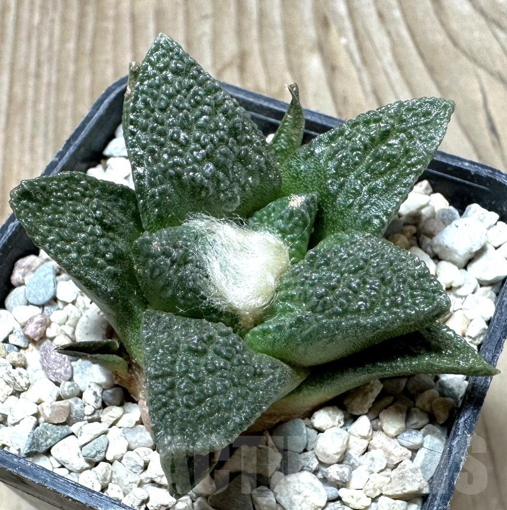 SHPR36478 Ariocarpus fissuratus hybrid own roots, seedling