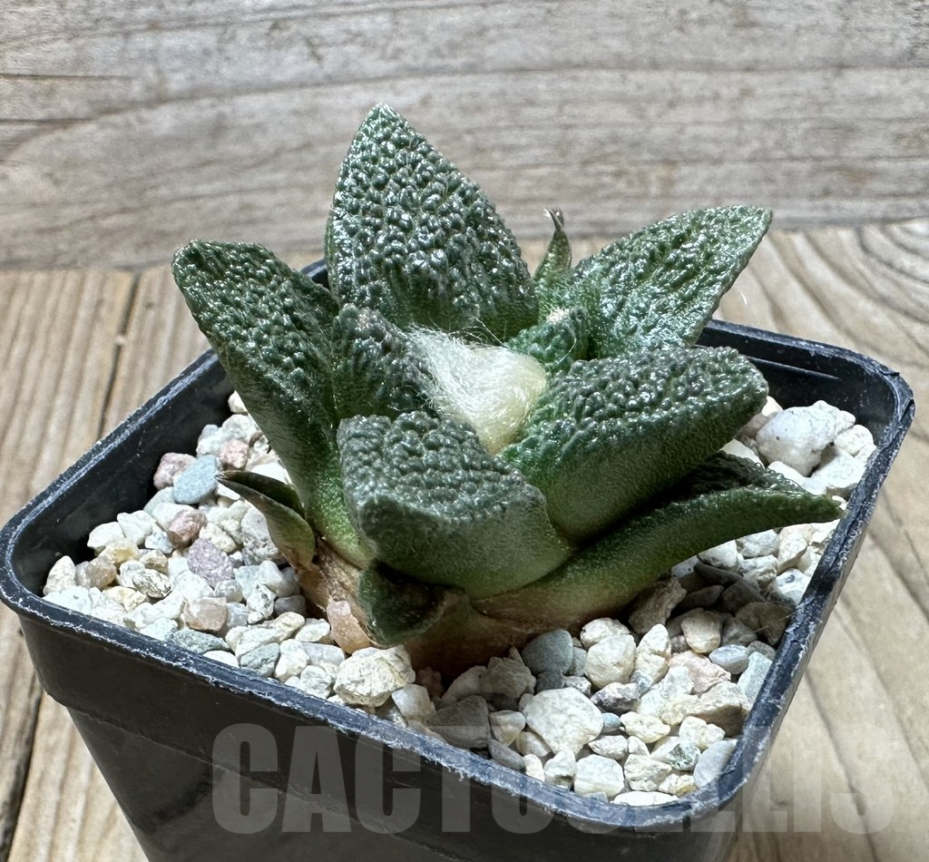 SHPR36478 Ariocarpus fissuratus hybrid own roots, seedling - Image 2