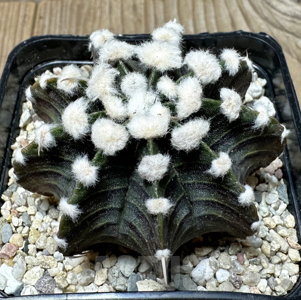 SHPR36473 Gymnocalycium friedrichii VOS, select form seedling