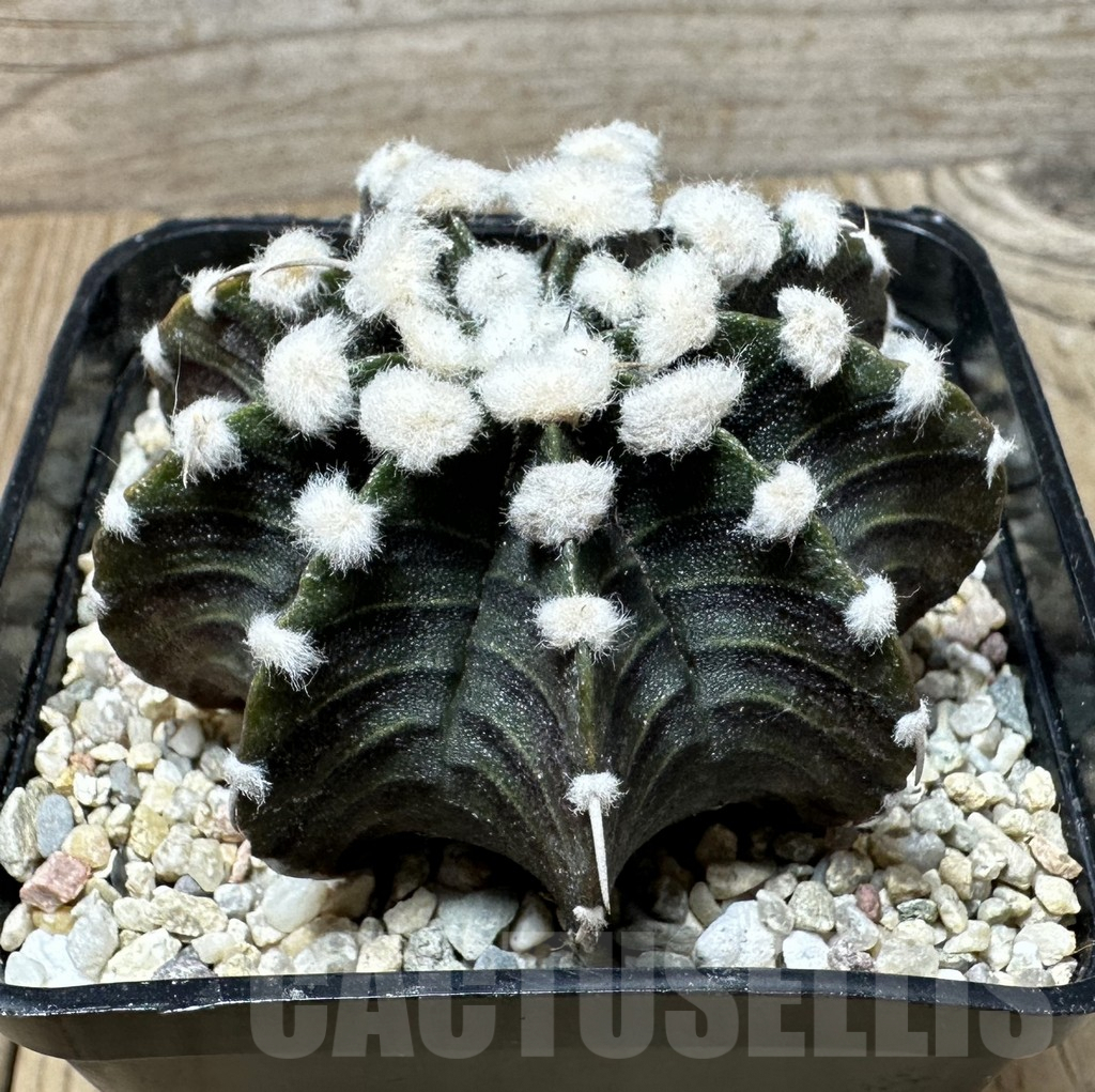 SHPR36473 Gymnocalycium friedrichii VOS, select form seedling - Obrázek 2